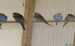 Budgerigars birds for sale: Baby  budgies in Whitstable - Image 1