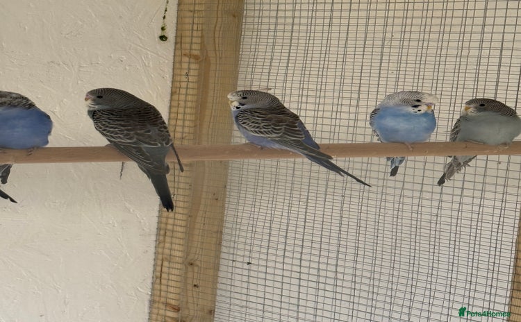 Budgerigars birds in Whitstable - Advert 6