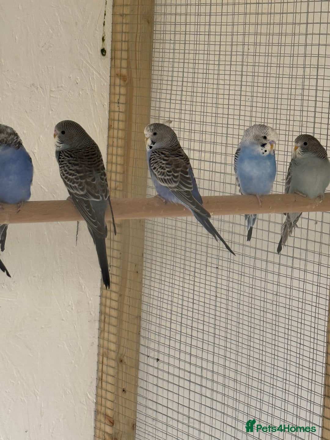 Budgerigars birds for sale: Baby  budgies in Whitstable - Image 1