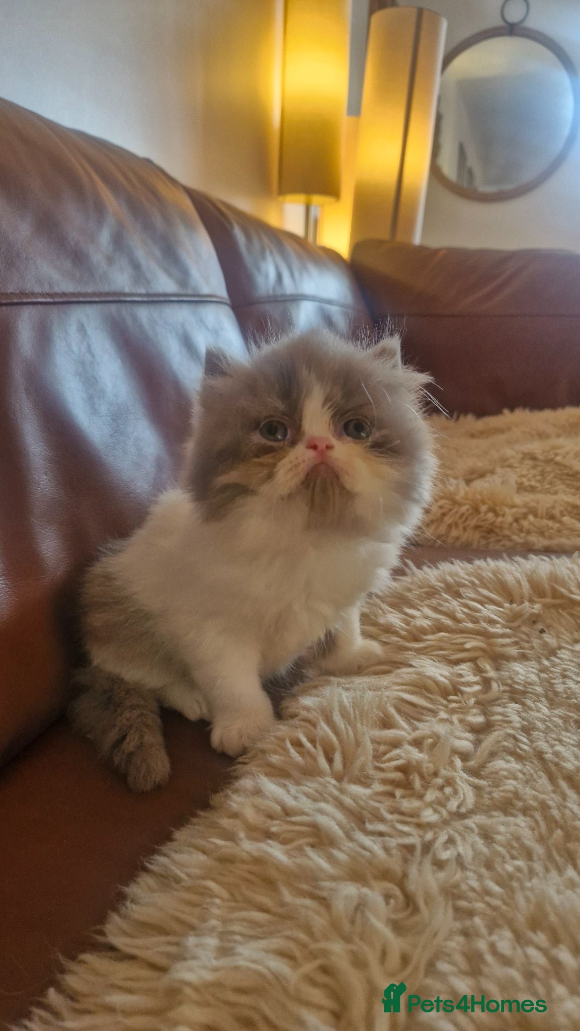 Exotic cats Persian exotic kittens ready now! - Advert 6
