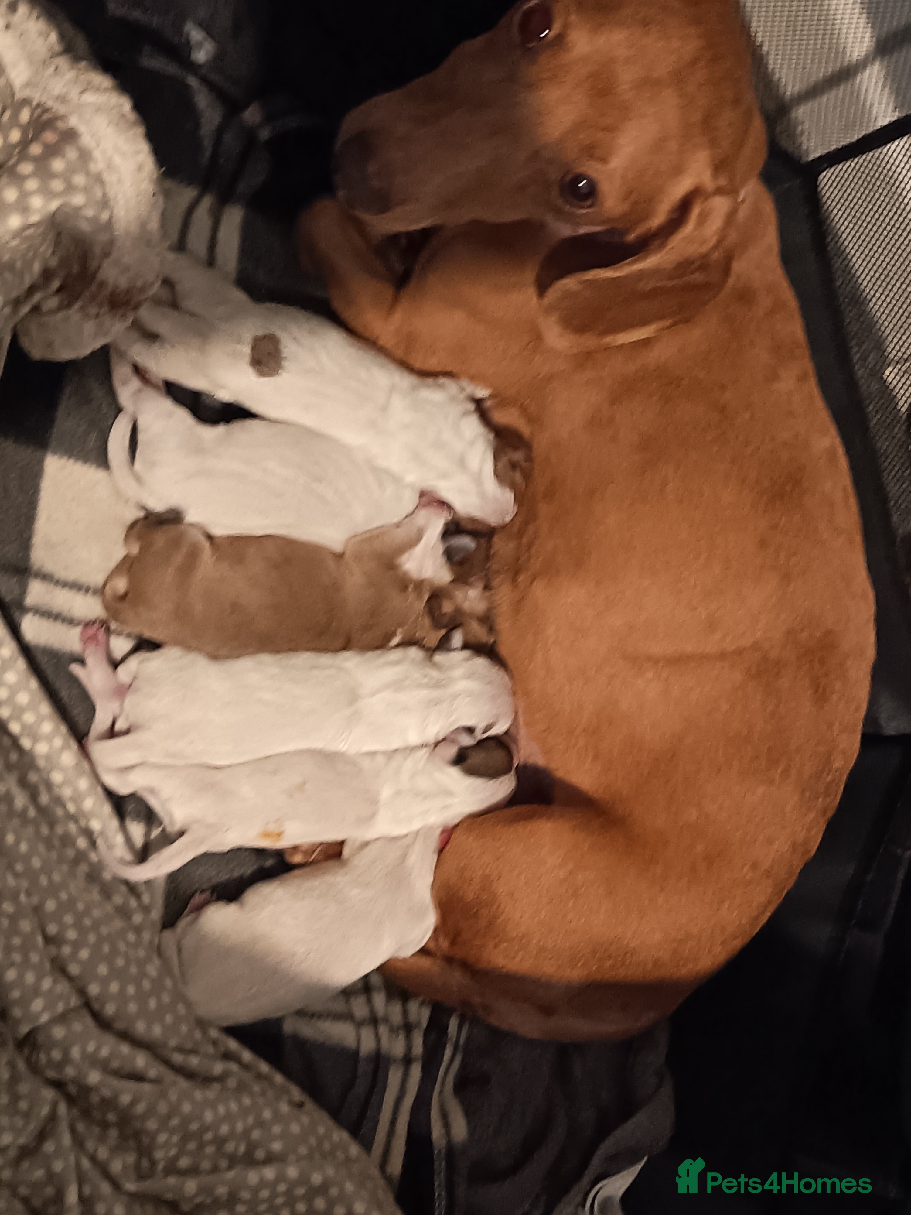Mixed Breed dogs Dachshund x American Bull puppies in Swansea - Advert 1