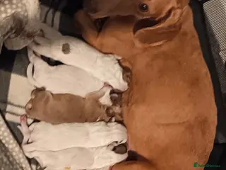 Mixed Breed dogs Dachshund x American Bull puppies in Swansea - Advert 4