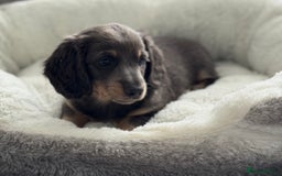 Miniature Dachshund dogs for sale: Miniature dachshund  - Image 1