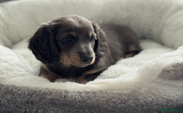 Miniature Dachshund dogs - Advert 1