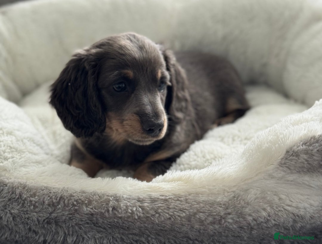 Miniature Dachshund dogs for sale: Miniature dachshund  - Image 1