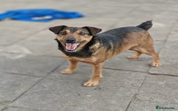 Mixed Breed dogs for adoption: 💙🐶 STAS 🐶💙 - Image 7