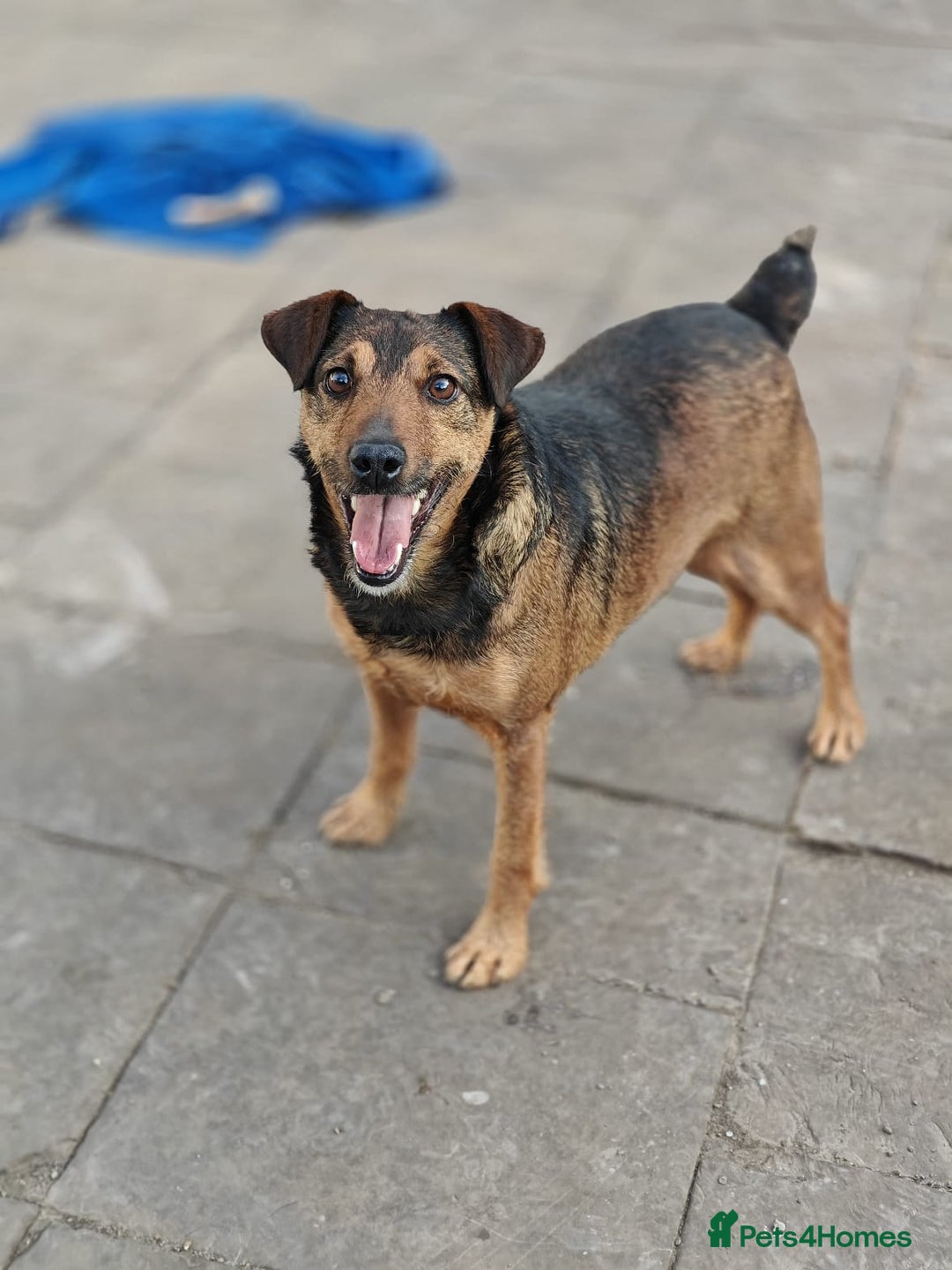 Mixed Breed dogs for adoption: 💙🐶 STAS 🐶💙 - Image 7
