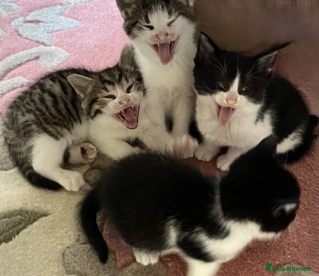 Mixed Breed cats for sale: 4 Sweet tempered kittens looking for loving homes - Image 19