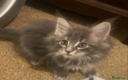 Maine Coon cats for sale: Ready 22.11.2025 - Advert 13