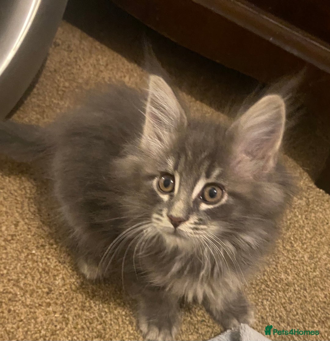 Maine Coon cats for sale: Ready 22.11.2025 - Advert 13