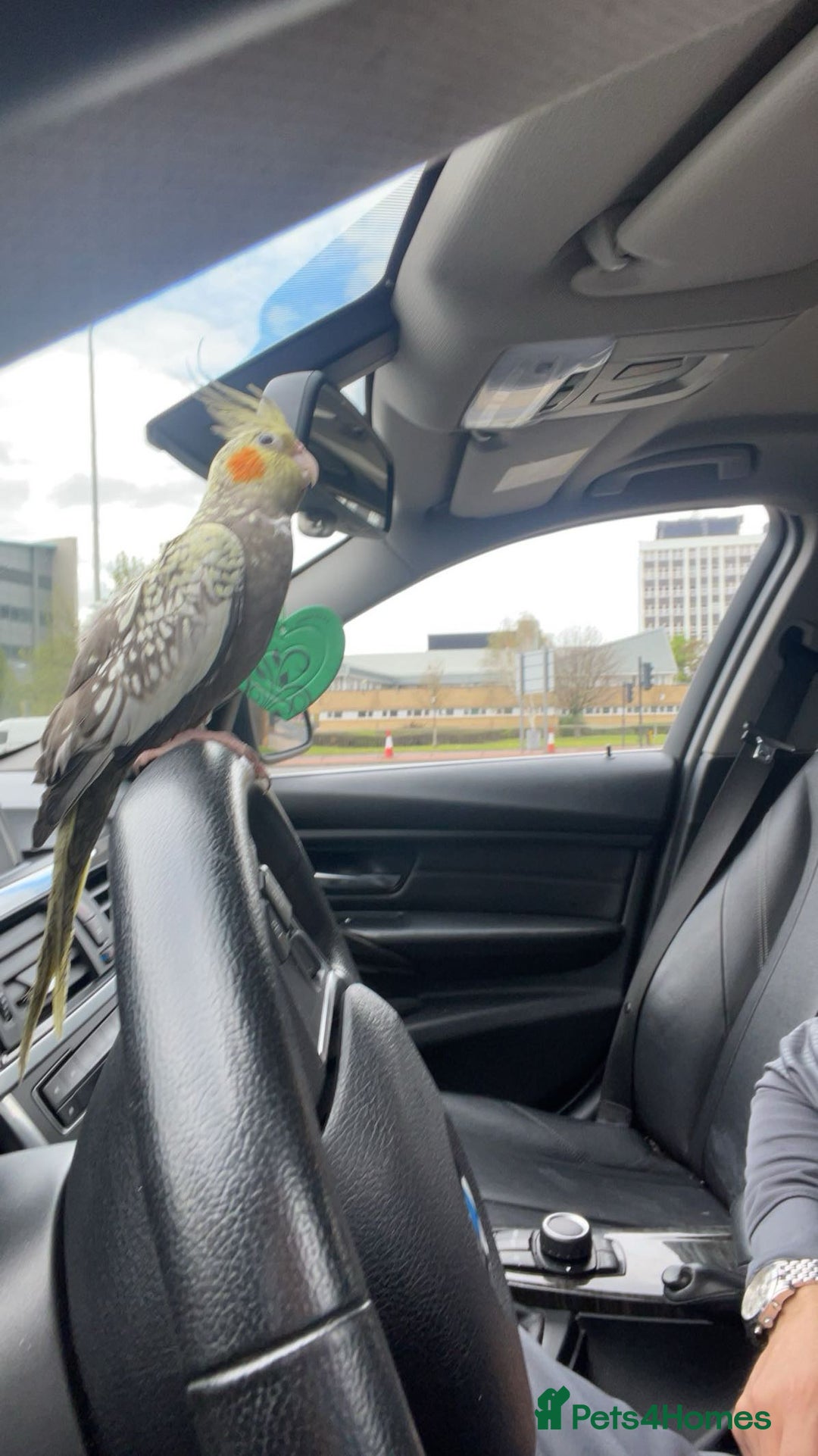 Cockatiels birds for sale: Cockatiels  - Advert 3