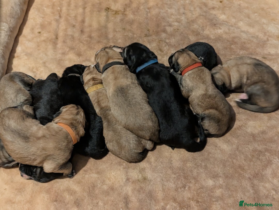Mixed Breed dogs for sale: St Bernese X swiss Shepard pups - Image 14
