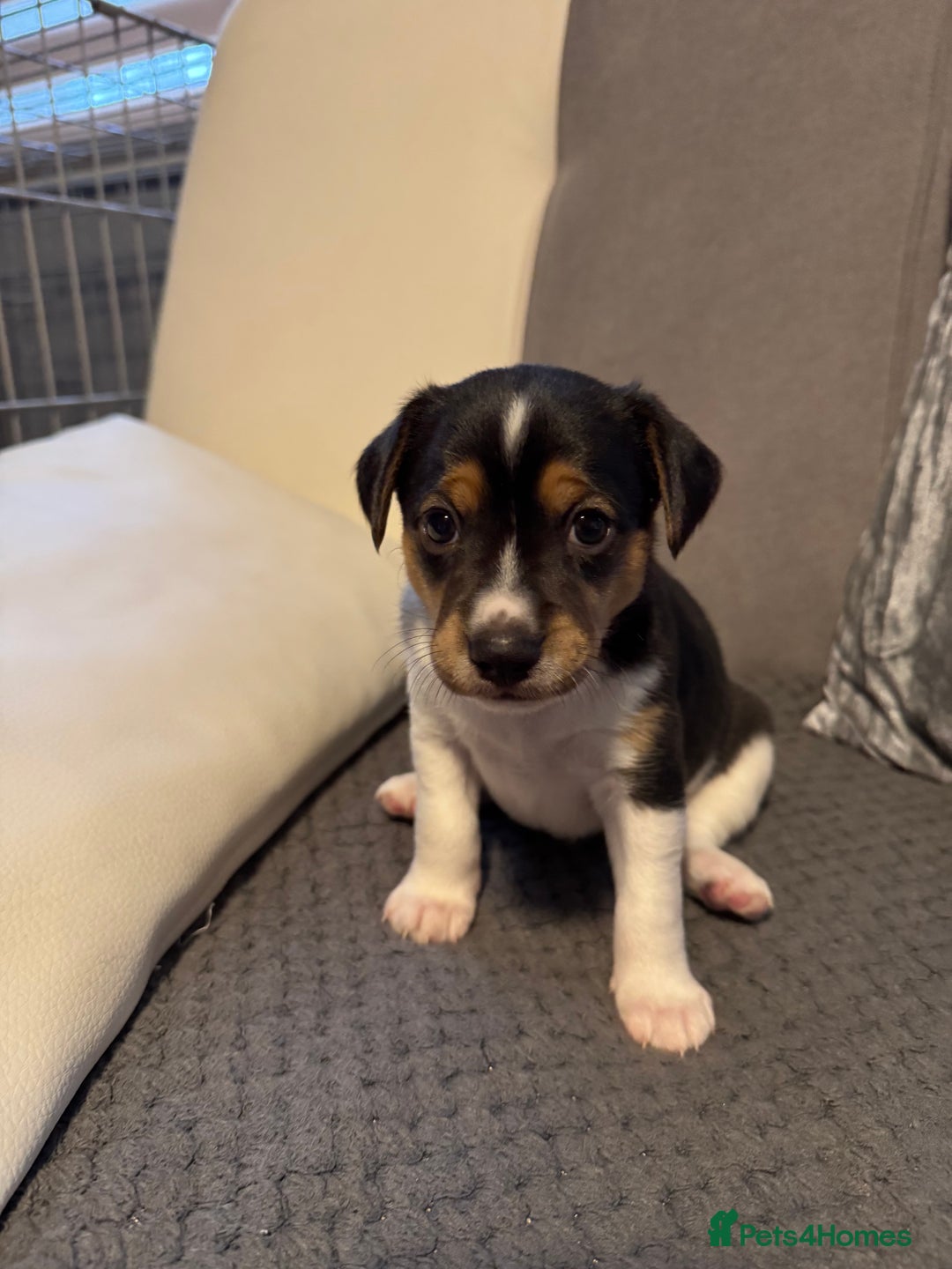 Jack Russell dogs for sale: Jack Russel puppies  - Advert 3