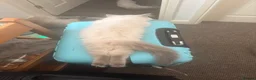 Ragdoll cats for sale: GCCF Blue Point Ragdoll Boys Ready Now - Advert 19