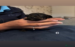 Chiweenie dogs for sale: Chiweenies - Image 10