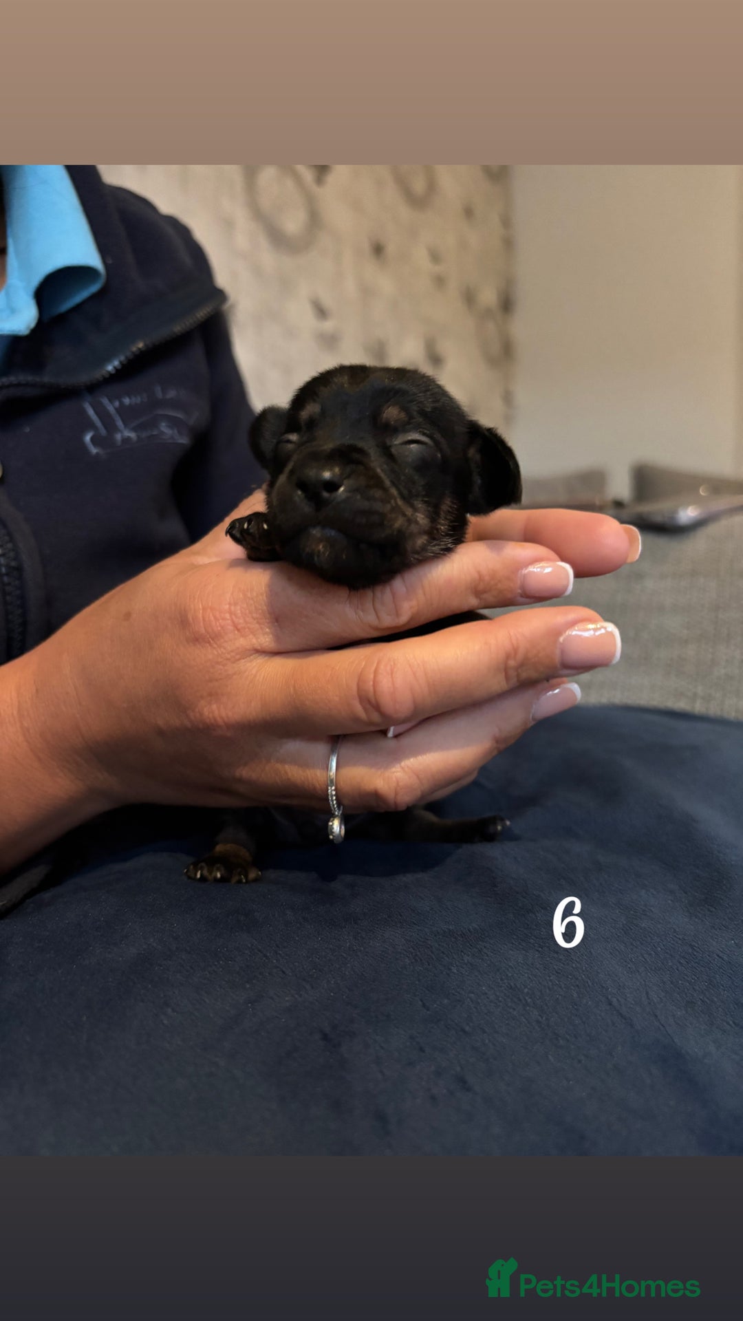 Chiweenie dogs for sale: Chiweenies - Image 10