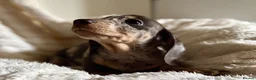 Miniature Dachshund dogs for sale: Miniature dachshund puppies  - Advert 12