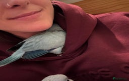 Parrots birds for sale: Silly tame Quakers looking for their forever home  - Image 10