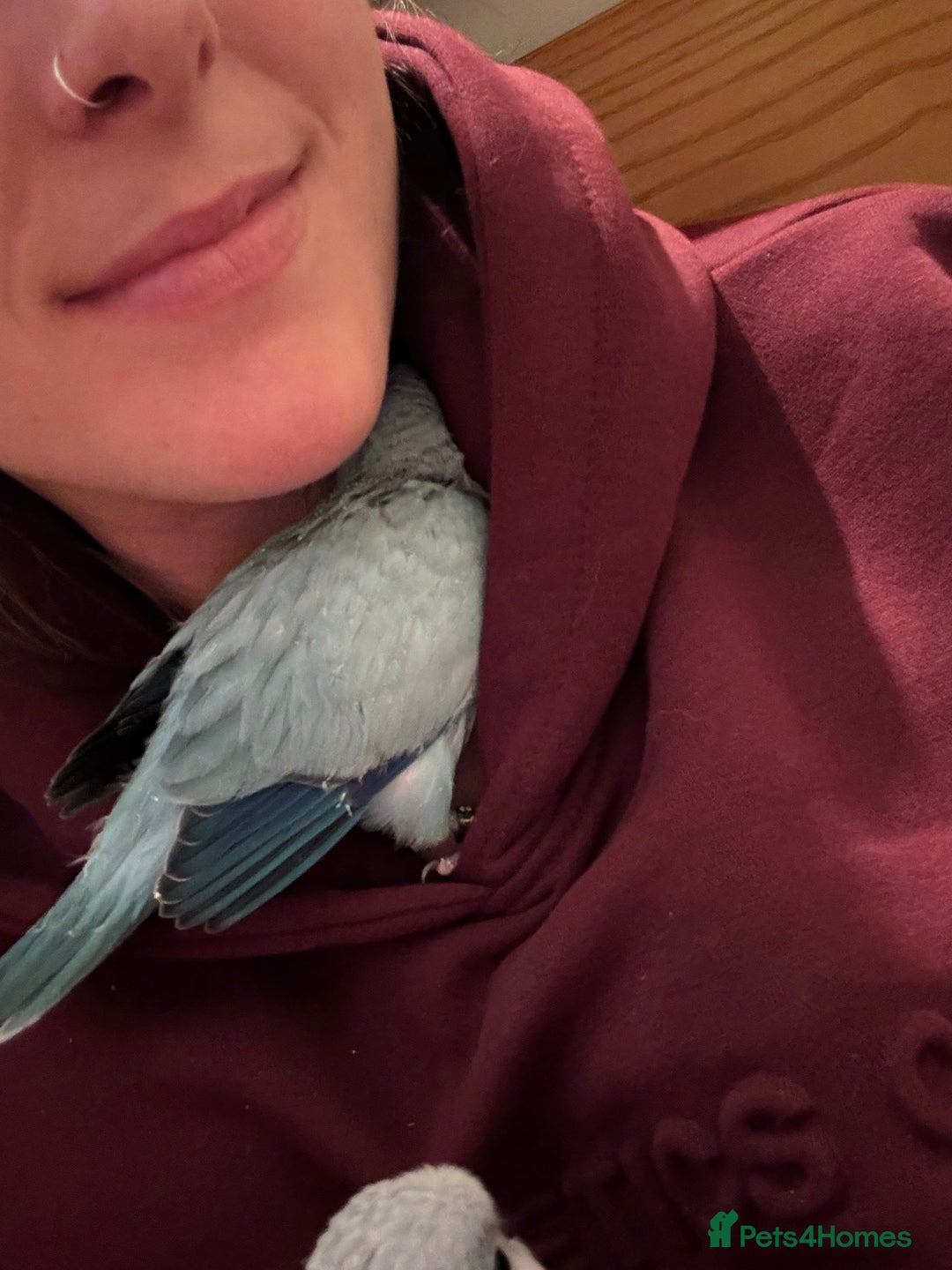 Parrots birds for sale: Silly tame Quakers looking for their forever home  - Image 10