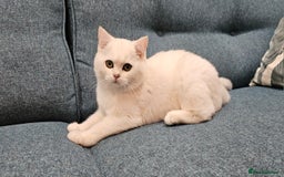 Scottish Fold cats for sale: Excellent Scottish straight kittens  - Image 11
