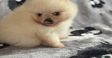 Pomeranian dogs - Advert 4