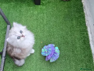 Persian cats Pure Persian silver chinchilla - Advert 2
