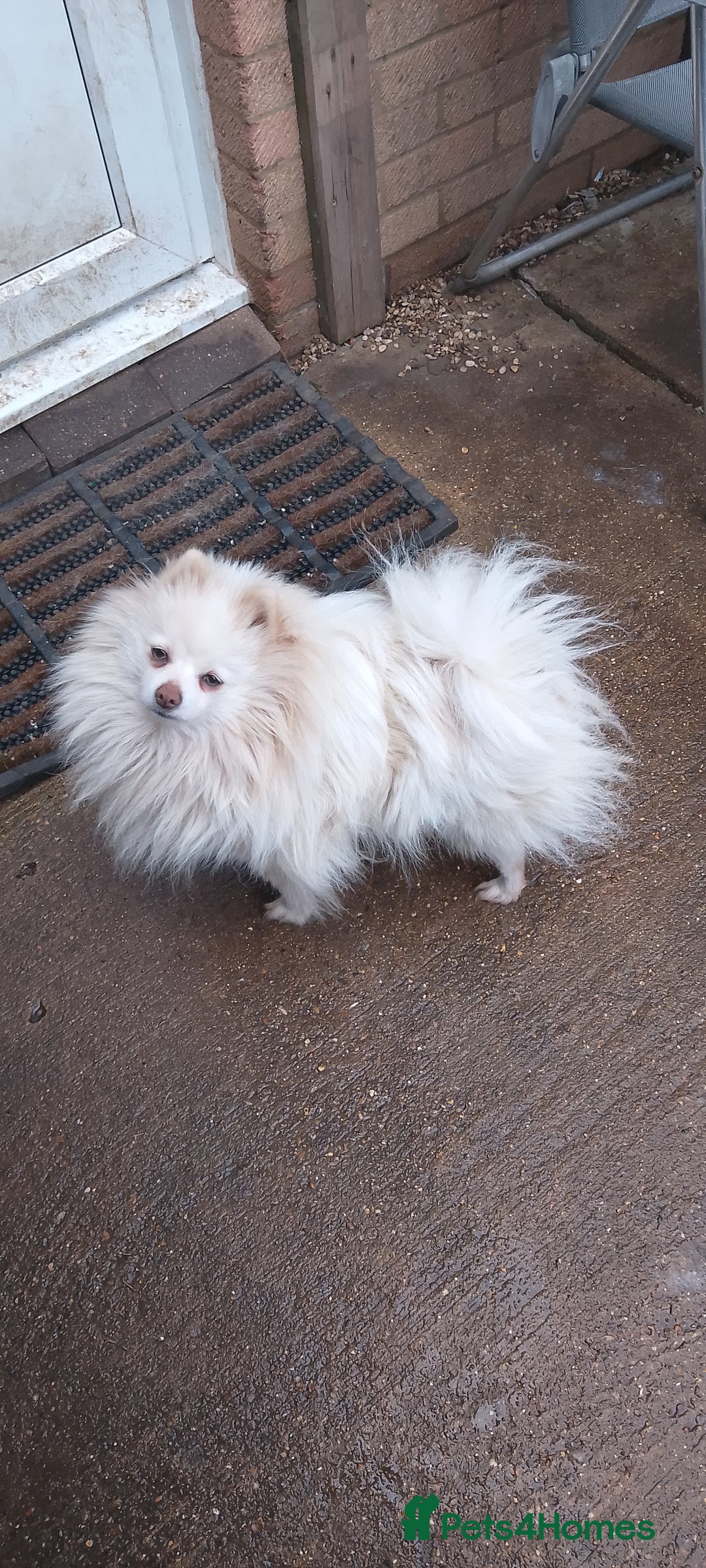 Pomeranian dogs for sale: Pomeranian Puppy For Sale - Advert 12