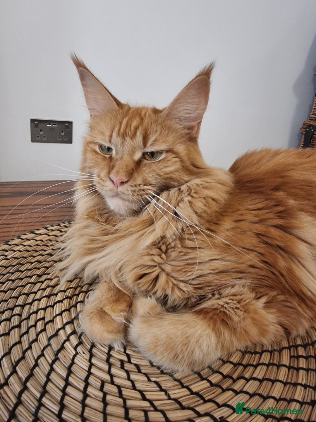 Maine Coon cats for sale: TICA - Maine Coon – 5 Boys Looking for Loving Home - Image 17