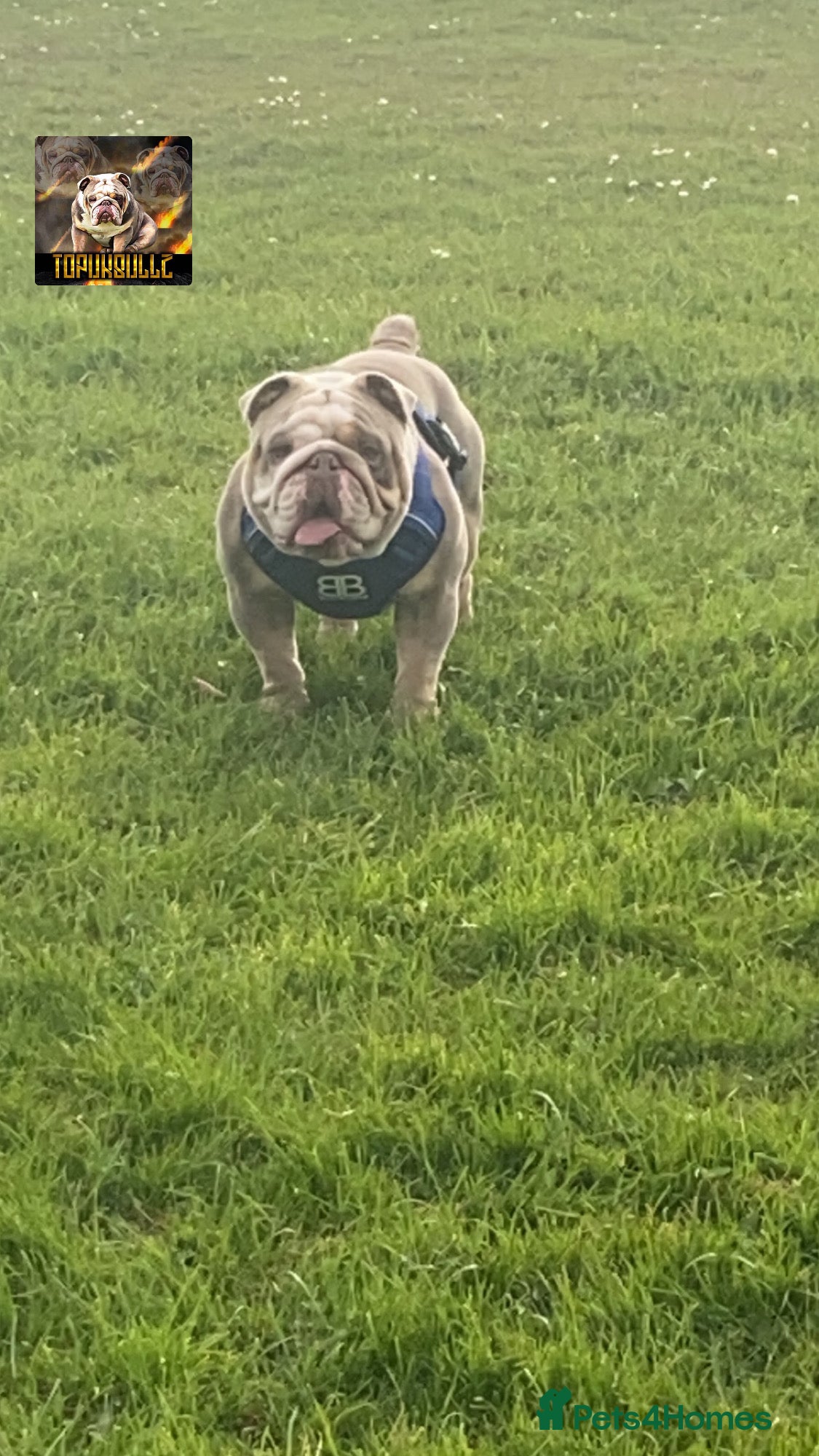 English Bulldog dogs English bulldog lilac and tan STUD ONLY‼️‼️NFS‼️‼️ in Rotherham - Advert 10