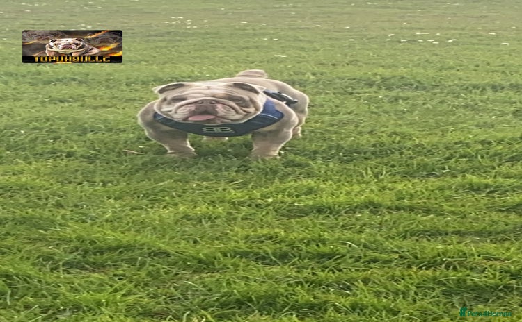 English Bulldog dogs in Rotherham - Advert 4