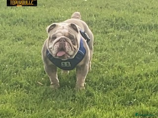 English Bulldog dogs in Rotherham - Advert 1