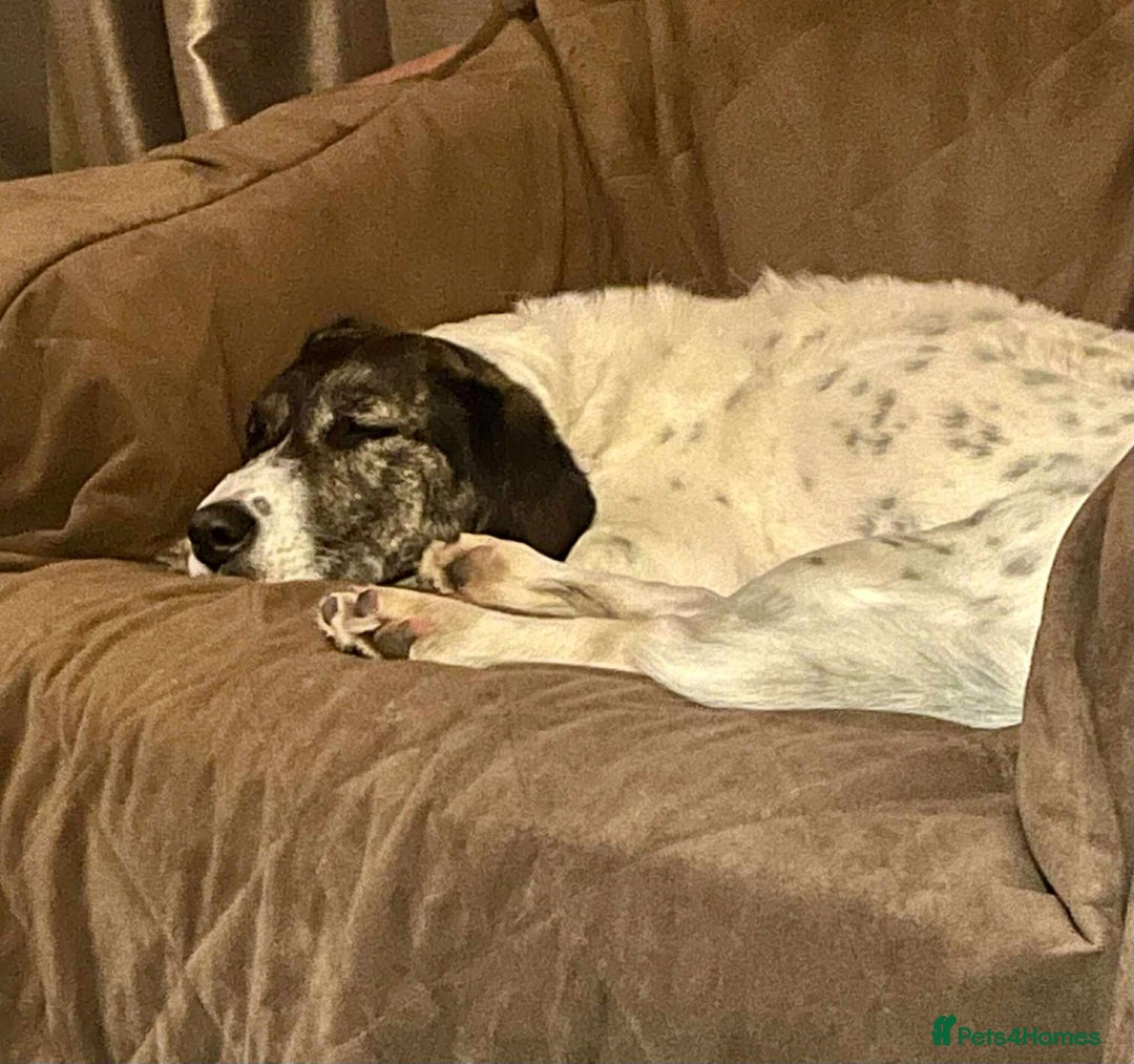 Mixed Breed dogs for adoption: Macy !  - Advert 3