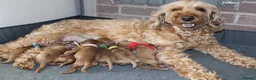 Cockapoo dogs for sale: Cockapoo puppies 3 Girls available  - Advert 18