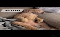 Cavapoo dogs for sale: Amazing Cavapoo's 🐶❤️ - Image 23