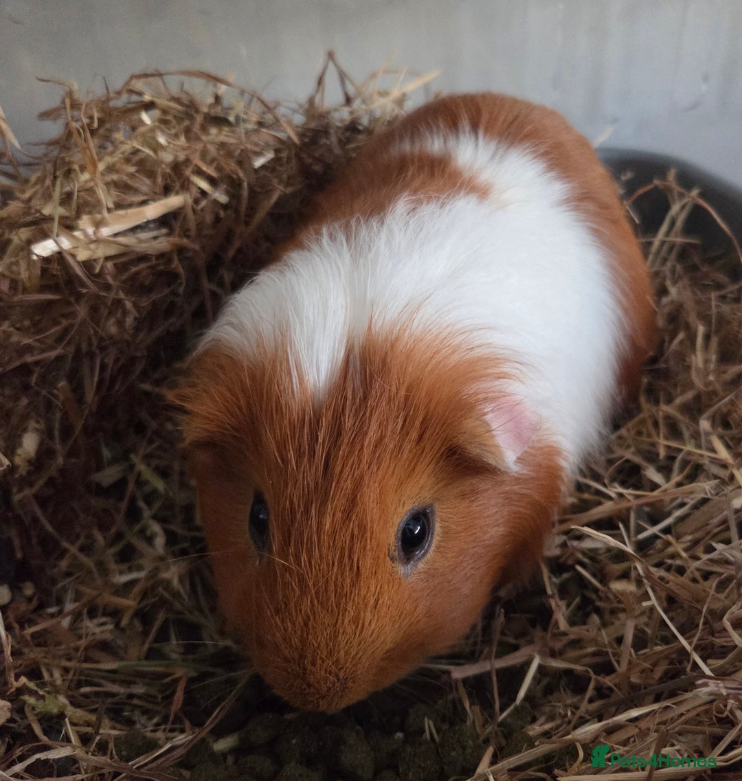 Guinea Pig rodents for sale: Lonely boy in need of a new home - Advert 3