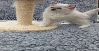 Ragdoll cats - Advert 9