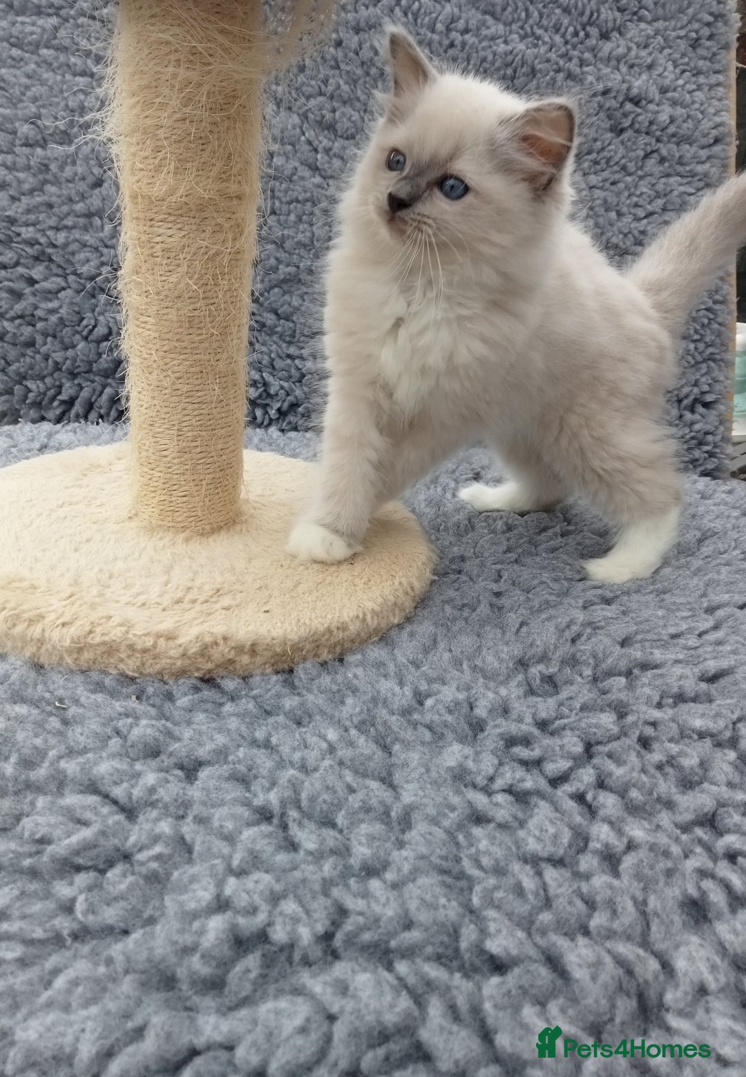 Ragdoll cats for sale: Purebred ragdoll kittens  - Image 2