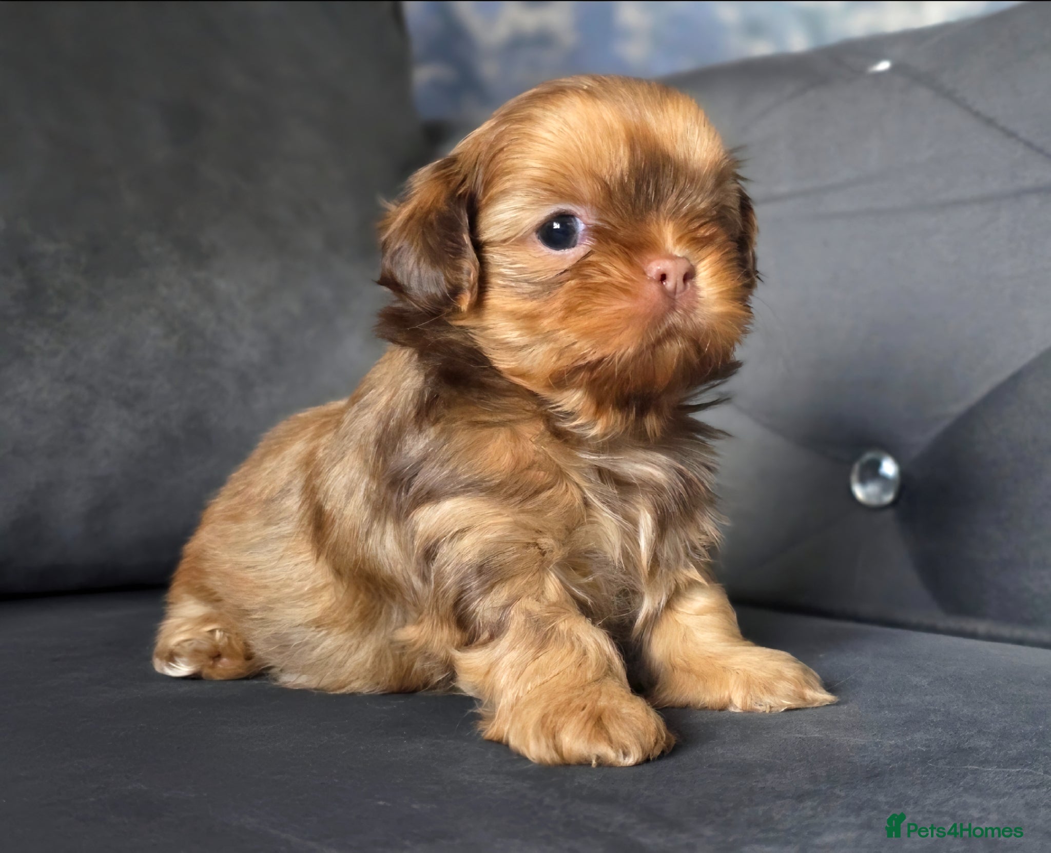 Shih Tzu dogs KC Registered Imperial Shih Tzus - Advert 6