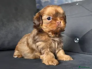 Shih Tzu dogs KC Registered Imperial Shih Tzus - Advert 6