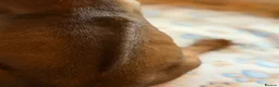 Rhodesian Ridgeback dogs for sale: KC Rhodesian Ridgebacks - Advert 11