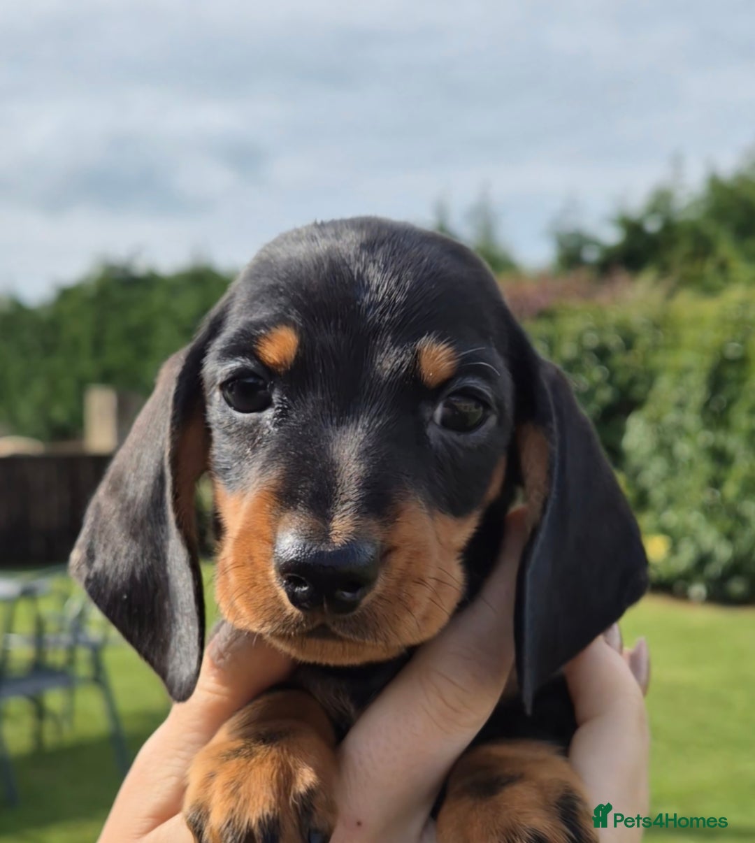 Miniature Dachshund dogs for sale: Gorgeous Kc reg Miniature smooth Dachshunds - Image 3