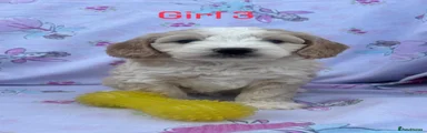 Puppy 7