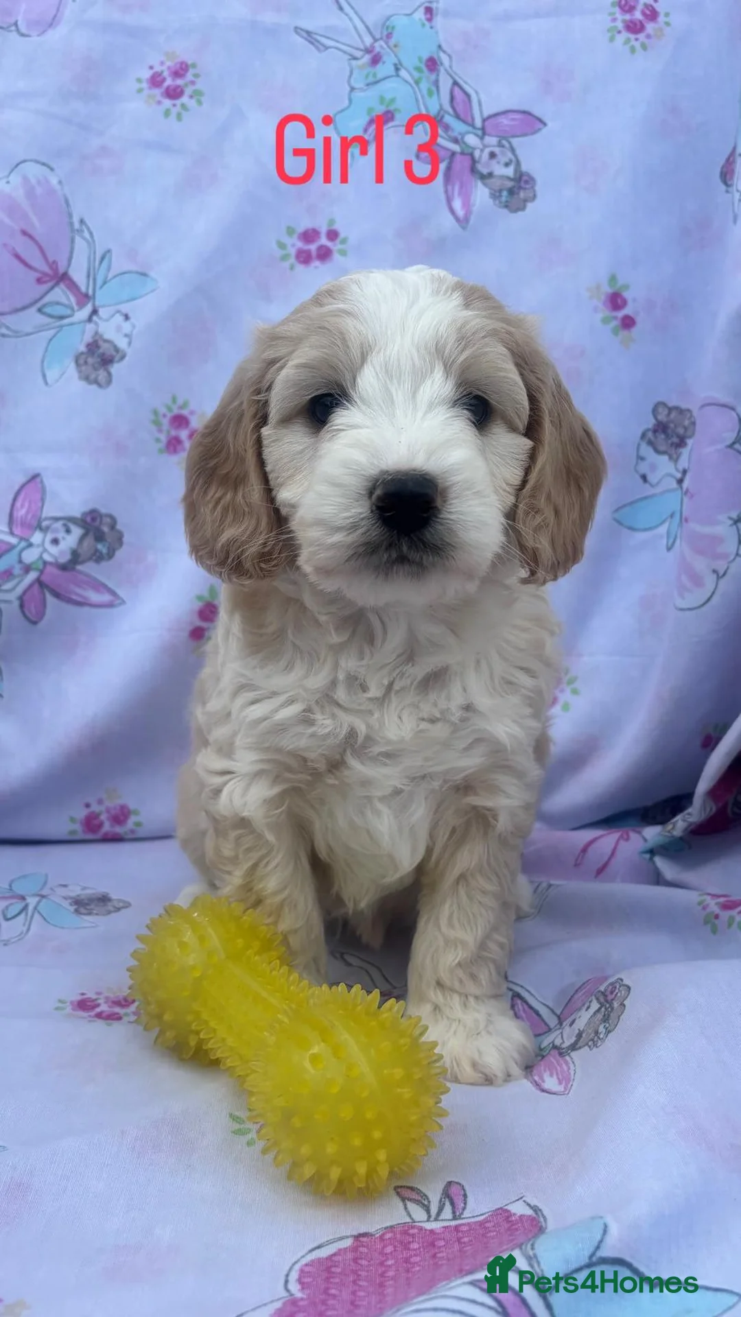 Cockapoo dogs for sale: Small cockapoo puppies in Hockley - Advert 2