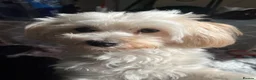 Maltipoo dogs for sale: Loving 3 yr old Maltipoo looking for forever home - Advert 2