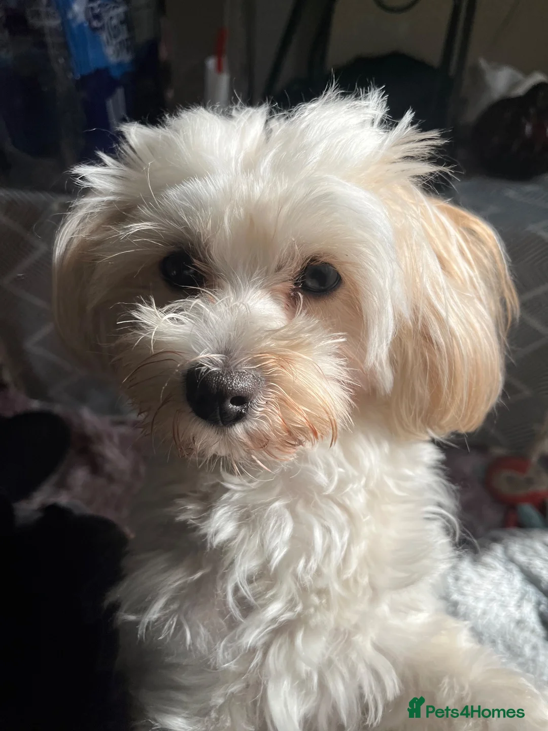 Maltipoo dogs for sale: Loving 3 yr old Maltipoo looking for forever home - Advert 2
