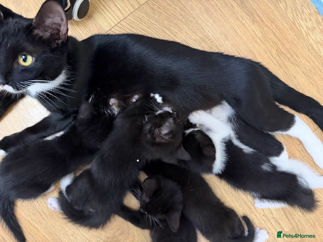 Mixed Breed cats for sale: Kittens - Advert 2