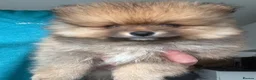 Pomeranian dogs for sale: Teddy bear toy Pomeranian - Advert 9