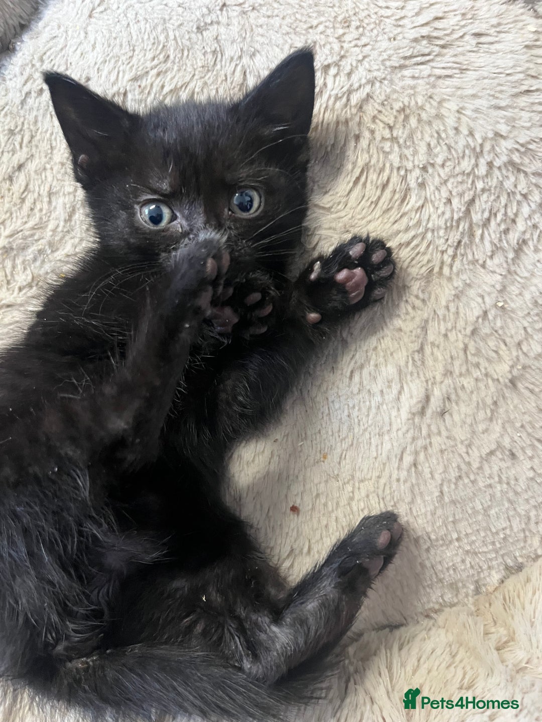 Mixed Breed cats for sale: 6 Week old Gorgeous kitten  - Advert 5