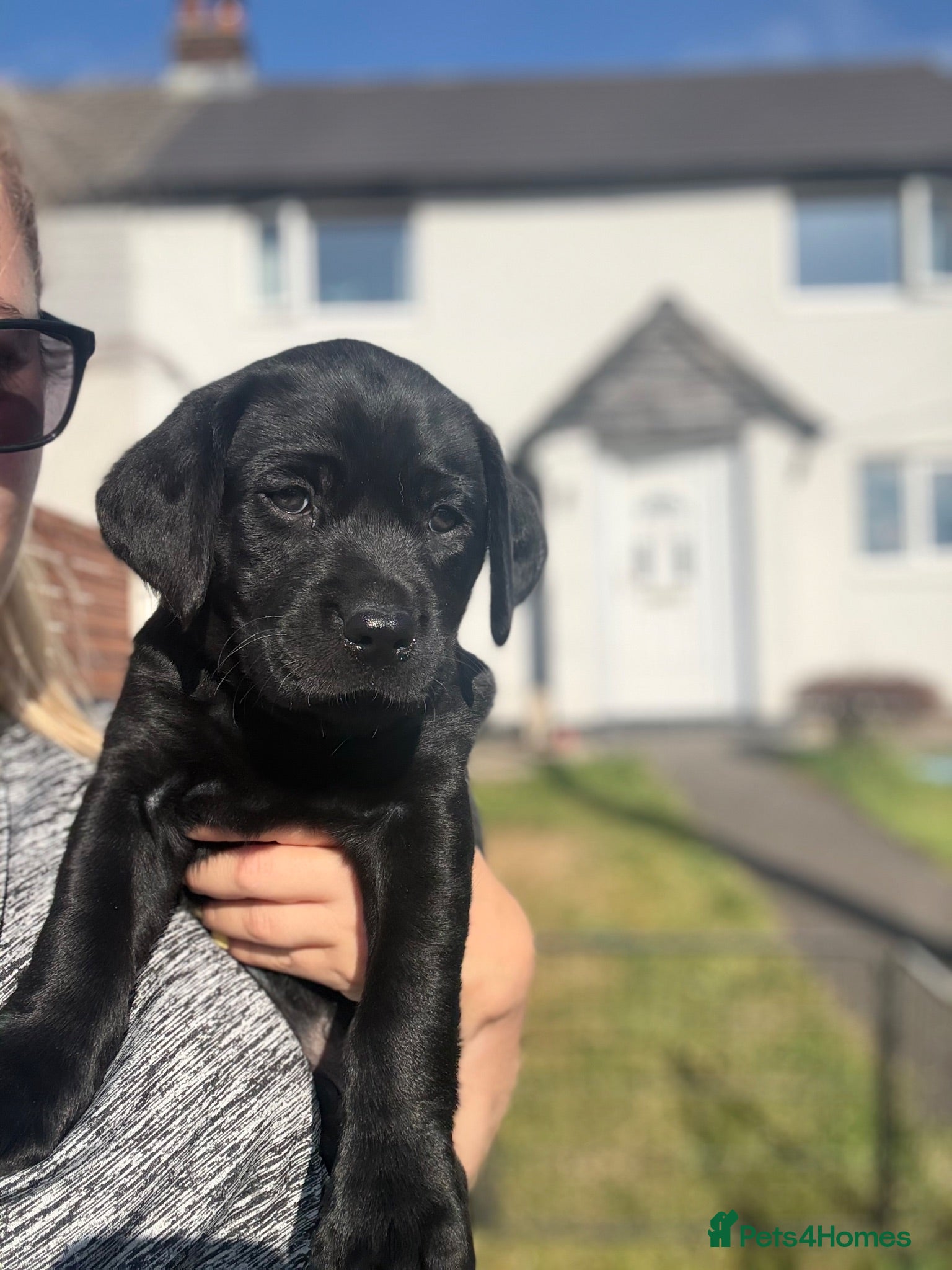 Labrador Retriever dogs 1 black male labrador puppy - Advert 2