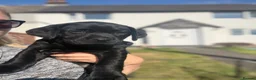 Labrador Retriever dogs for sale: 1 black male labrador puppy - Advert 1